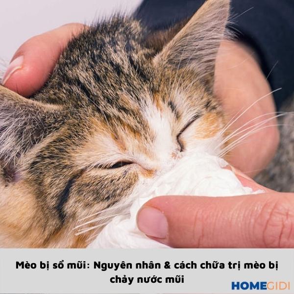 Mèo bị sổ mũi: Nguyên nhân & Cách chữa trị mèo bị chảy nước mũi
